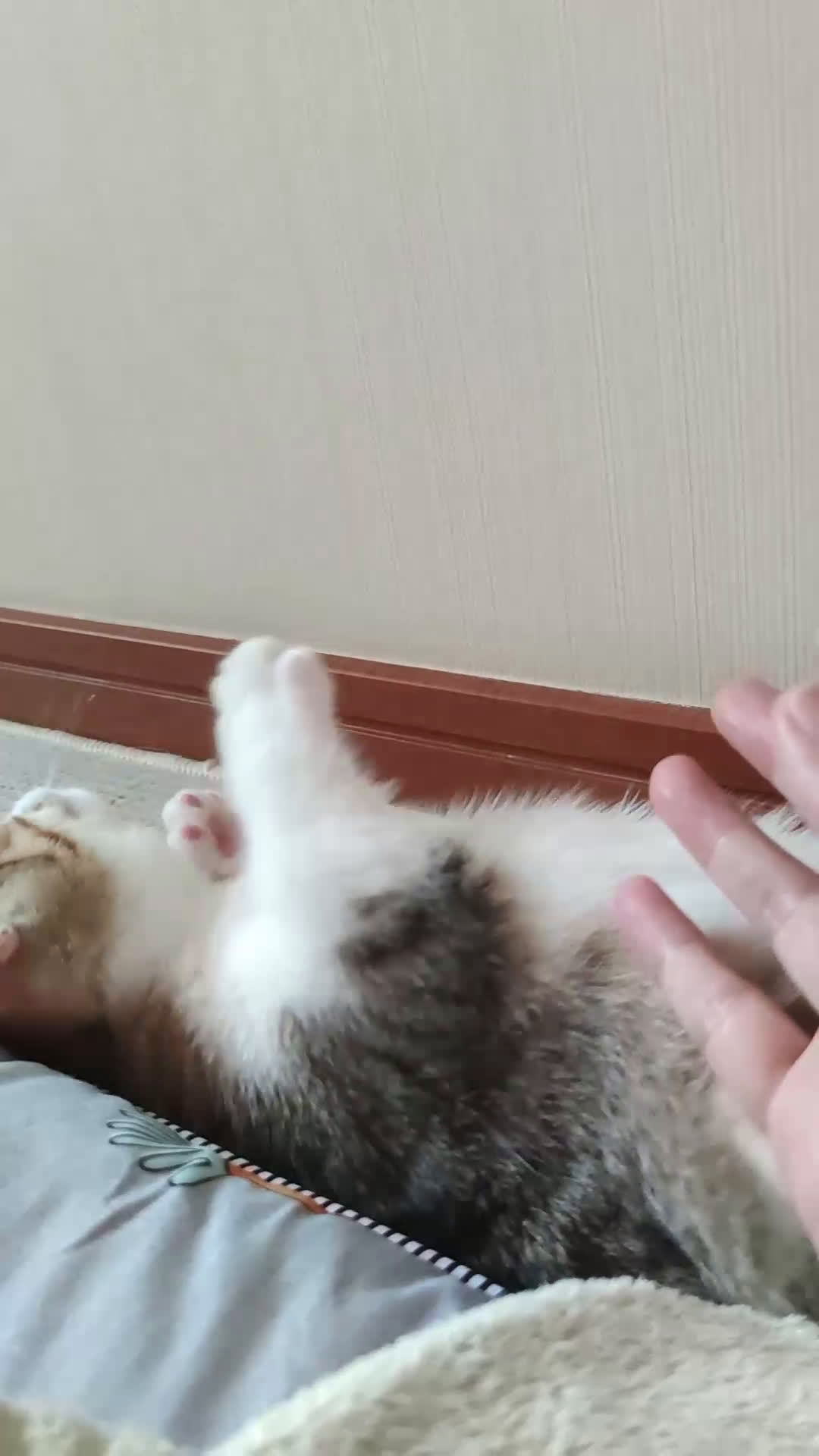 宠物卖萌中心